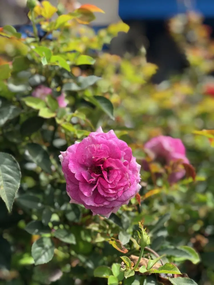 Affordable outdoor landscaping for beautiful yards across Mill Valley, CA - Landscape Consulting Service