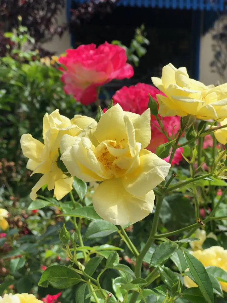 Trusted garden landscaping in Mill Valley, CA by Landscape Consulting Service