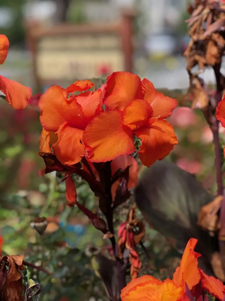 Local residential landscaping in Mill Valley, CA - Landscape Consulting Service