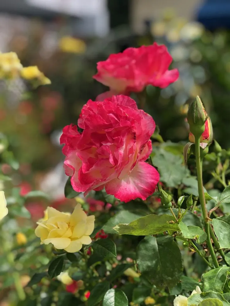 Affordable lawn care service with custom design in Mill Valley, CA by Landscape Consulting Service