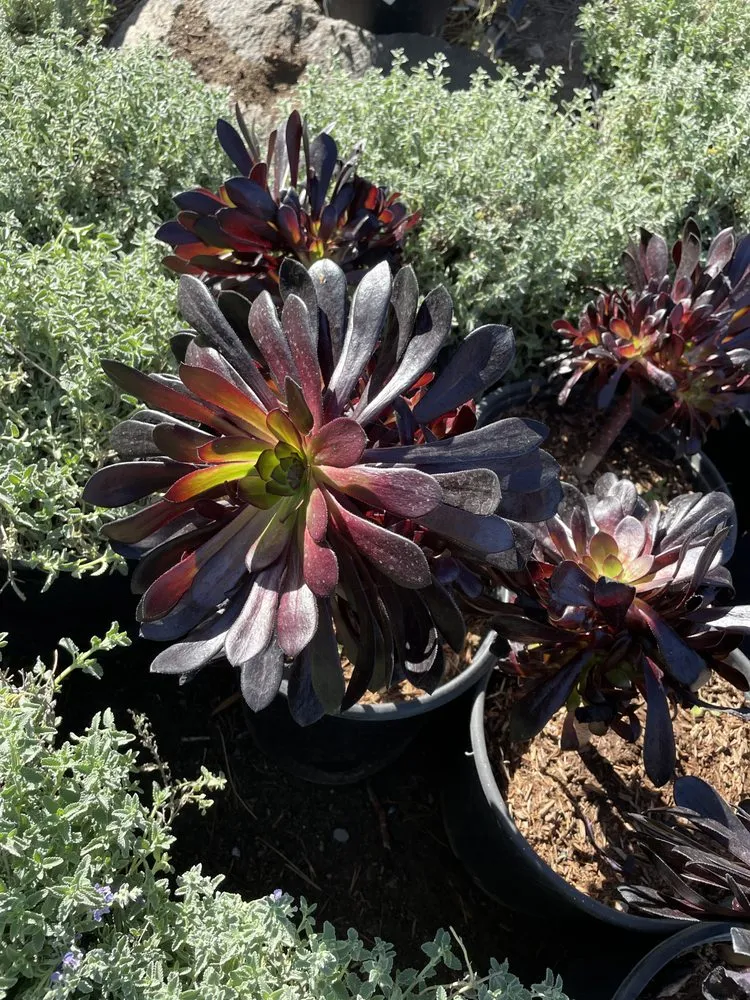 Expert landscaping services for outdoor upgrades in Escondido, CA by Landscape De Coronado