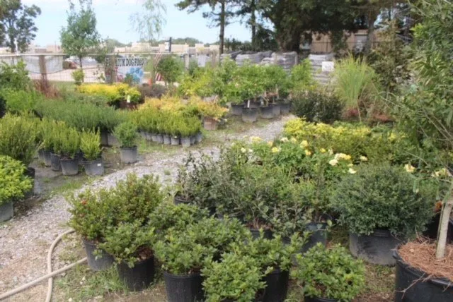 Professional lawn mowing service experts serving Prairieville, LA - Landscape Depot of Baton Rouge