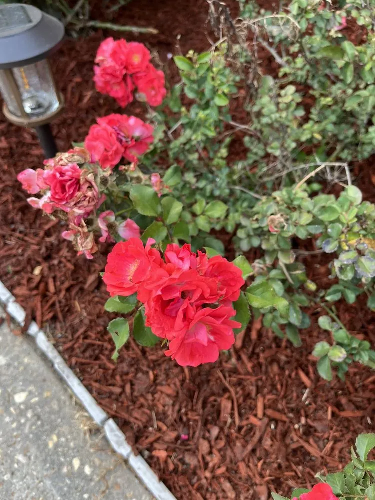 Local outdoor landscaping for residential properties in Prairieville, LA by Landscape Depot