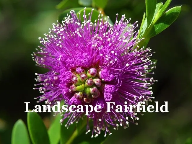 Top-rated garden landscaping for residential properties across Fairfield, CT - Landscape Design Fairfield