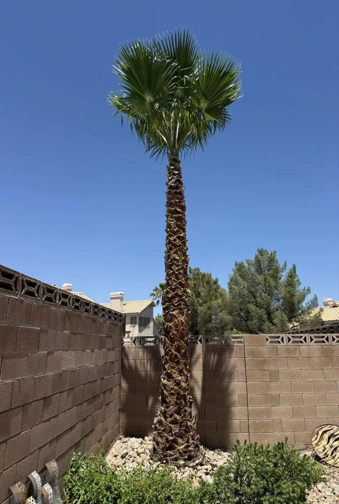 Local landscape design experts serving Las Vegas, NV - Landscape Design