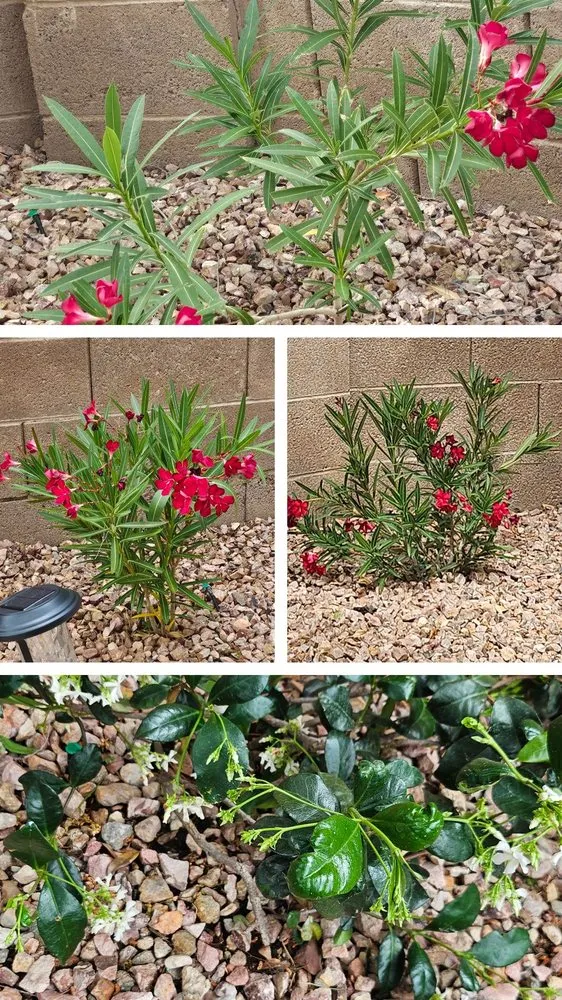 Trusted outdoor landscaping experts serving Las Vegas, NV - Landscape Design