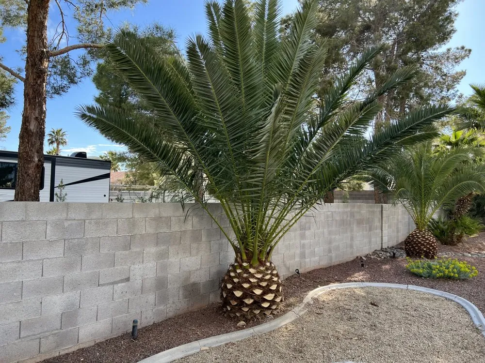 Affordable residential landscaping with custom design in Las Vegas, NV by Landscape Design