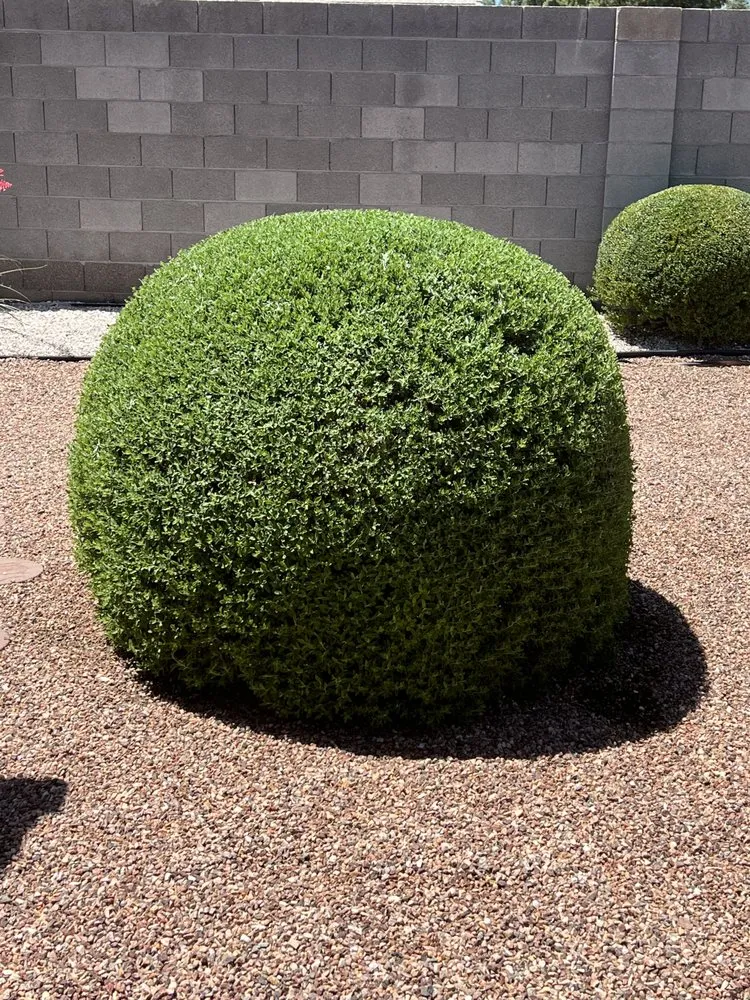 Reliable residential landscaping for beautiful yards across Las Vegas, NV - Landscape Design