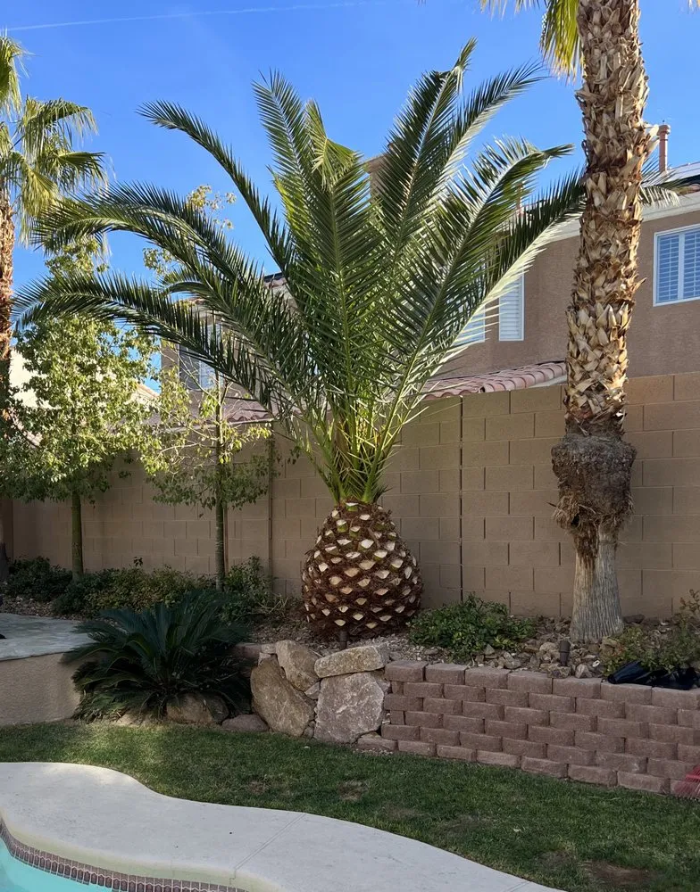 Affordable yard maintenance in Las Vegas, NV by Landscape Design