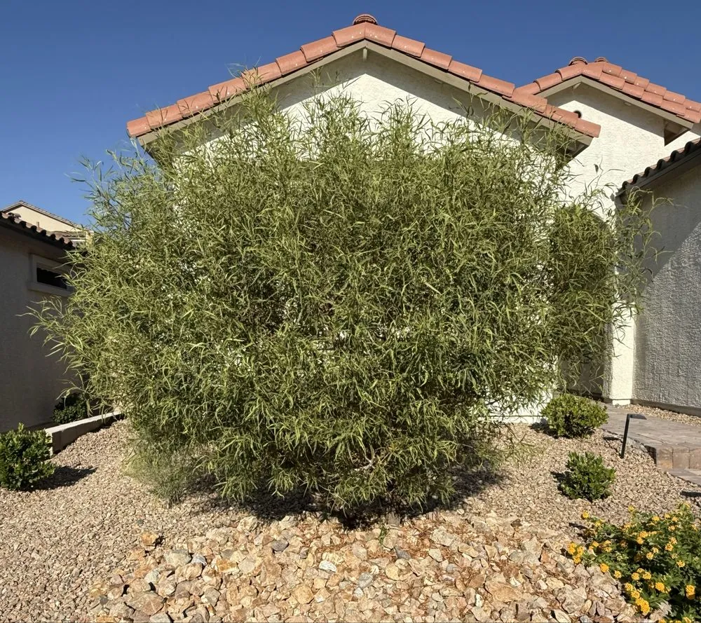 Top-rated garden landscaping experts serving Las Vegas, NV - Landscape Design