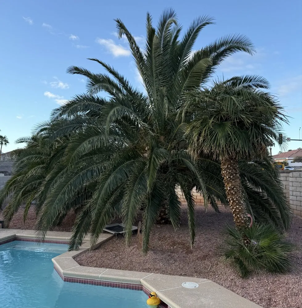 Custom yard maintenance in Las Vegas, NV by Landscape Design