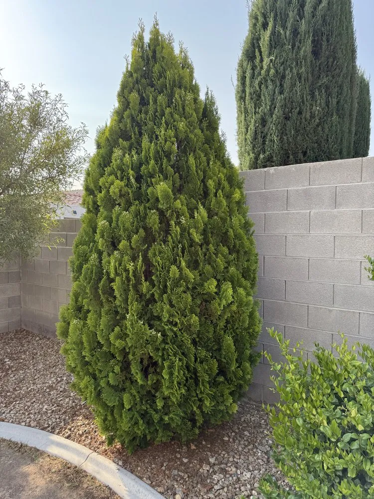 Affordable landscape design near you across Las Vegas, NV - Landscape Design