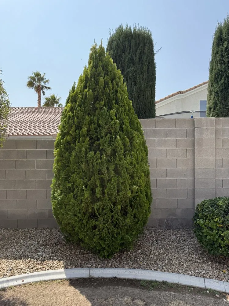Trusted yard maintenance experts serving Las Vegas, NV - Landscape Design