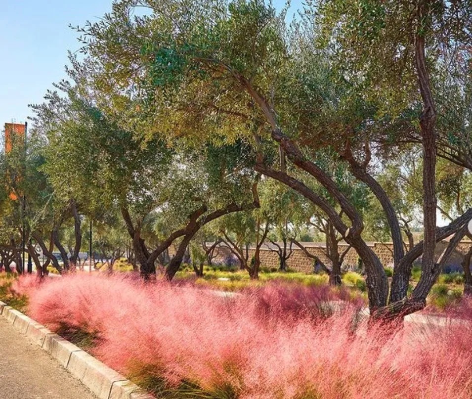 Reliable yard cleanup service in Valencia, CA by Landscape Development