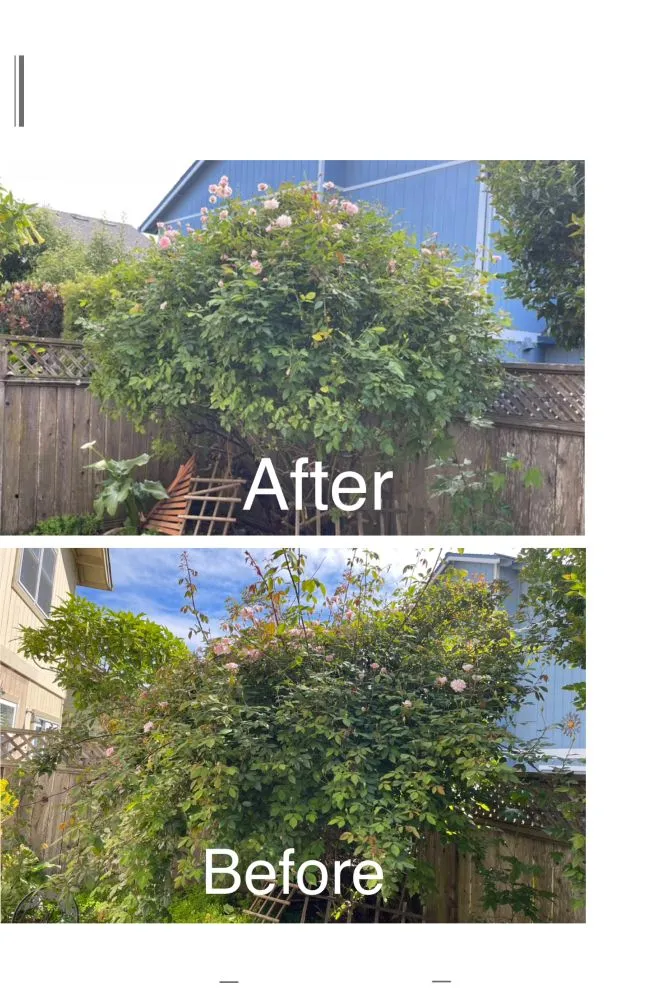 Professional lawn care service near you in Scotts Valley, CA by Landscape Dia’z