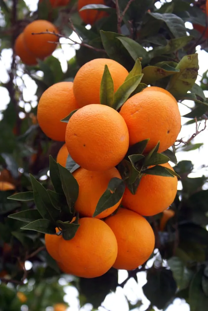 Affordable outdoor landscaping experts serving Glendale, AZ - Landscape Doctors LLC