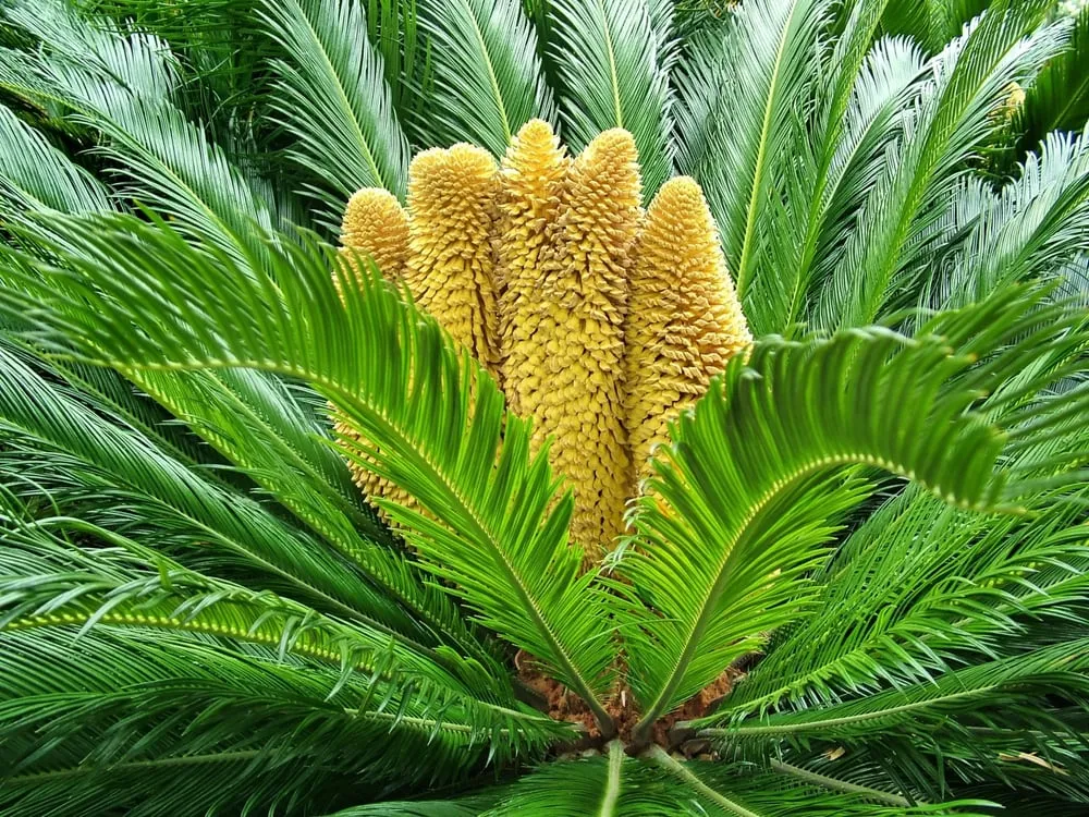 Local landscaping services in Glendale, AZ - Landscape Doctors LLC