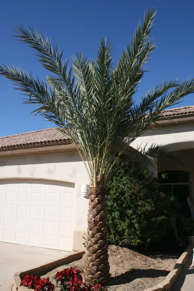 Top-rated yard cleanup service in Glendale, AZ by Landscape Doctors LLC