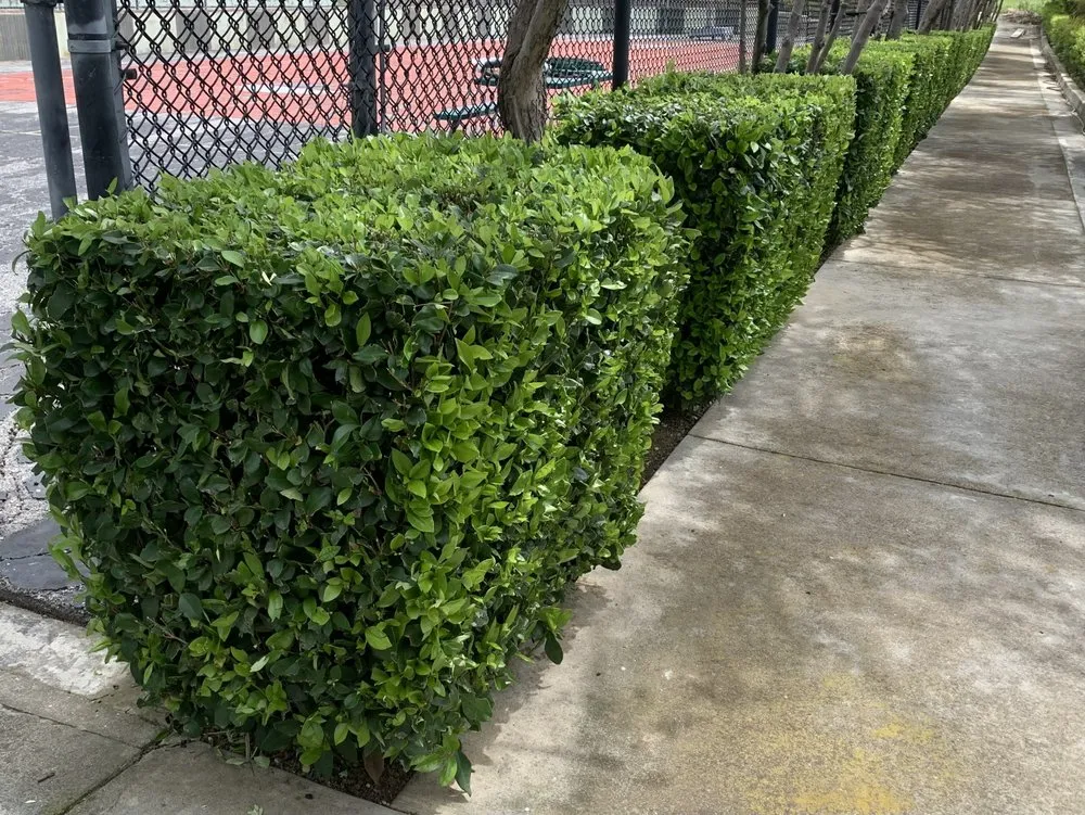 Local landscaping services experts serving San José, CA - Landscape E1HLS