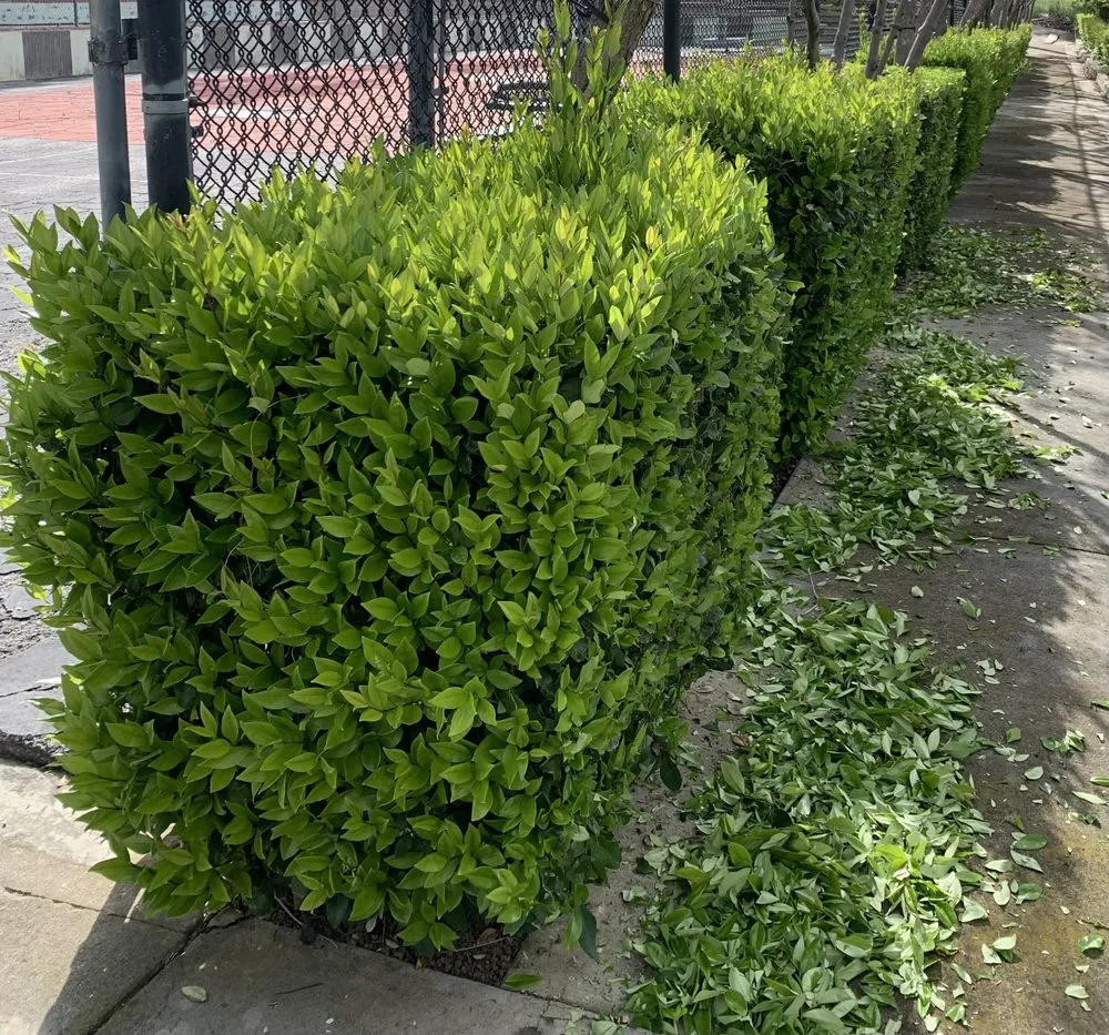 Custom landscaping services for residential properties across San José, CA - Landscape E1HLS