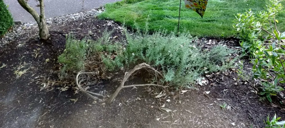 Reliable landscaping services for year-round maintenance in Hillsboro, OR by Landscape East & West