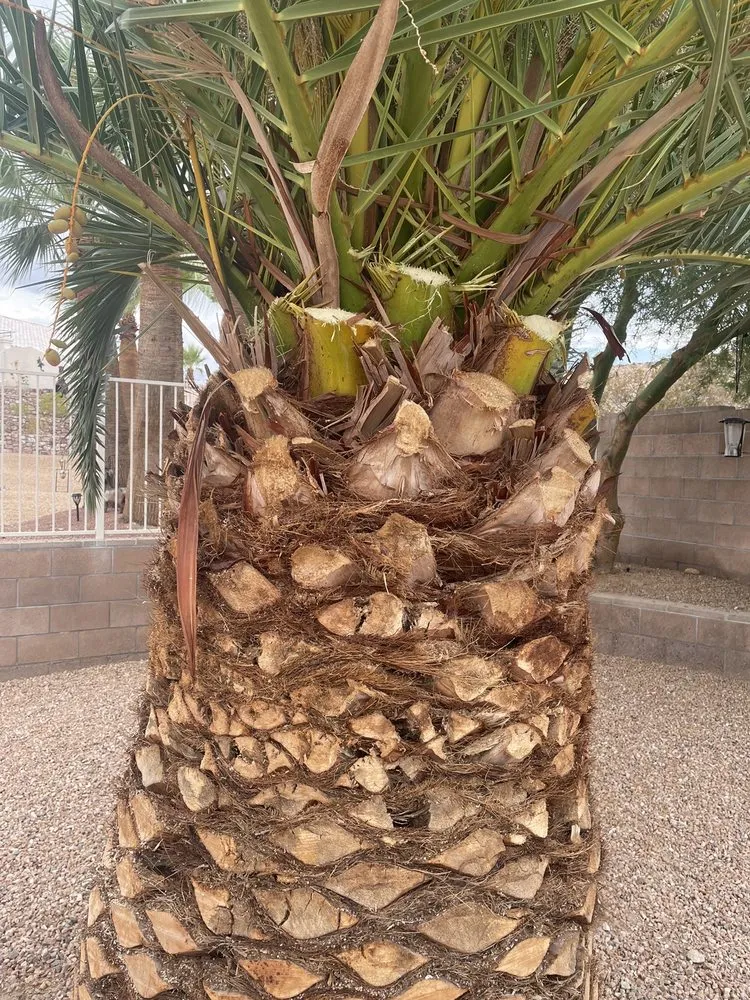 Local garden landscaping experts serving Lake Havasu City, AZ - Landscape Escape