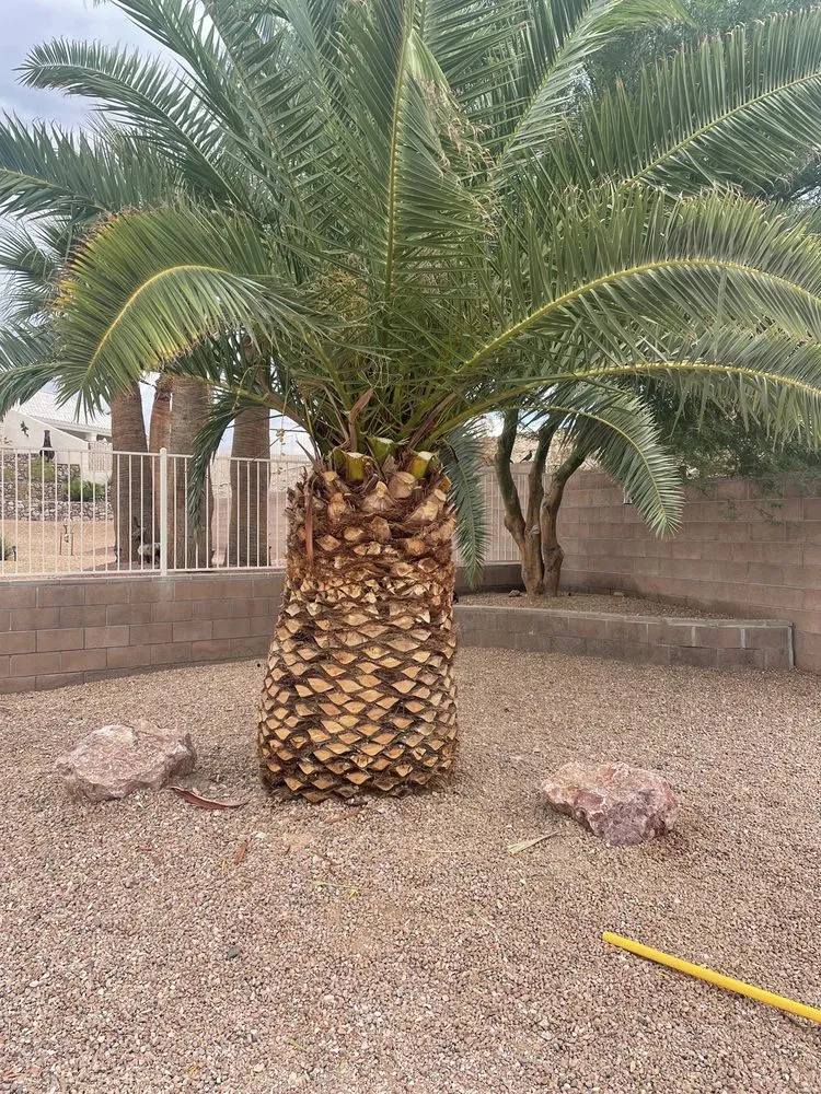 Local landscape design in Lake Havasu City, AZ by Landscape Escape