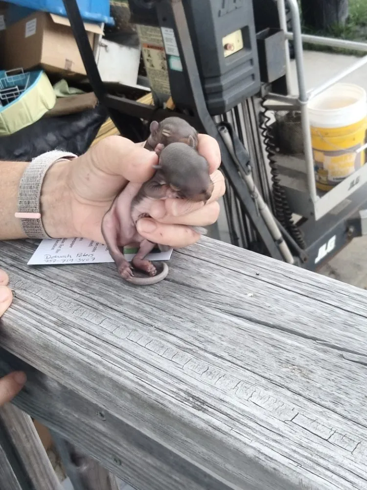 Custom residential landscaping in Newport news, VA by Landscape Evolution