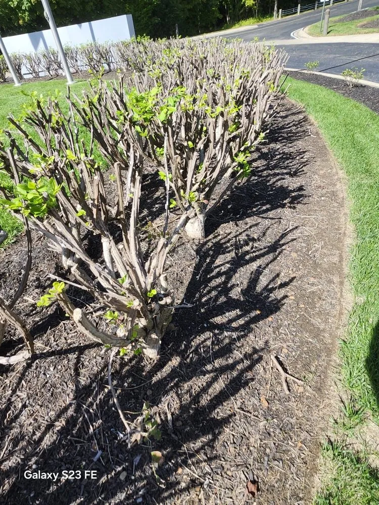 Trusted yard cleanup service for outdoor upgrades in Sharonville, OH by Landscape expert