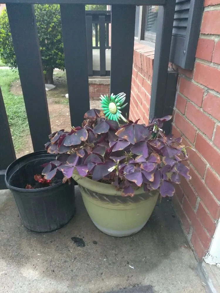 Top-rated landscape design with custom design in Gastonia, NC by landscape gardners group