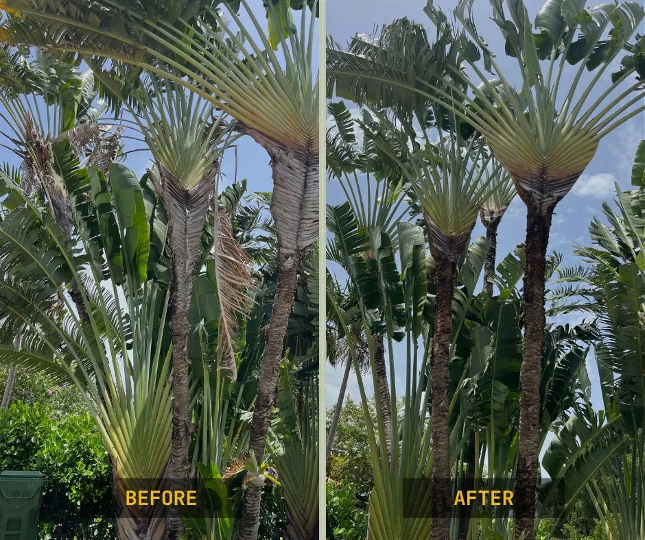 Top-rated yard maintenance experts serving Fort Lauderdale, FL - Landscape Genie