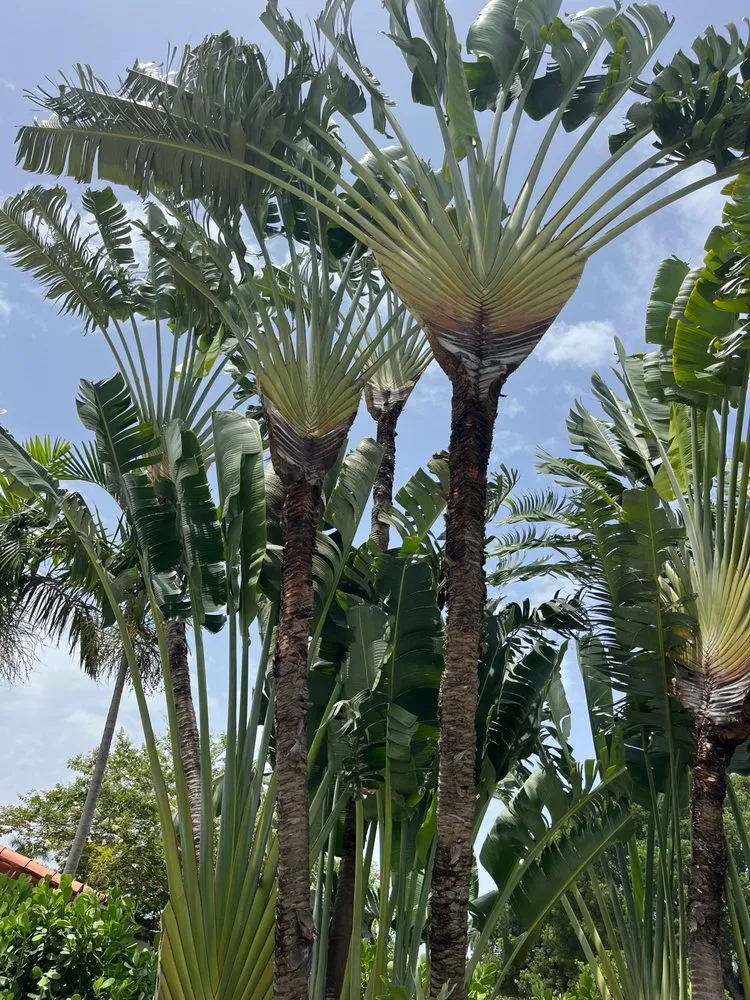 Professional yard maintenance in Fort Lauderdale, FL by Landscape Genie