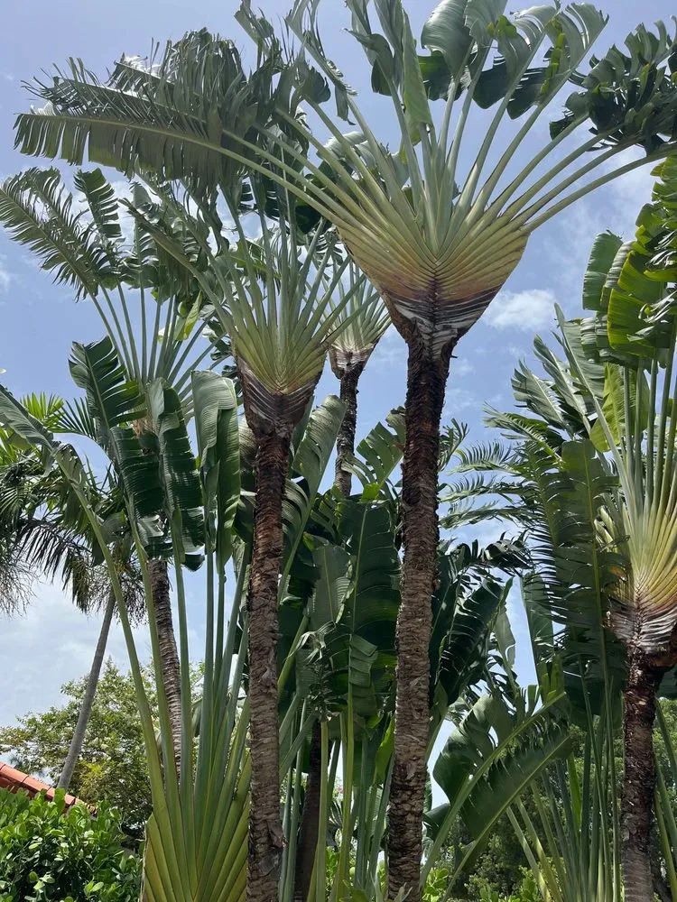 Local residential landscaping in Fort Lauderdale, FL by Landscape Genie