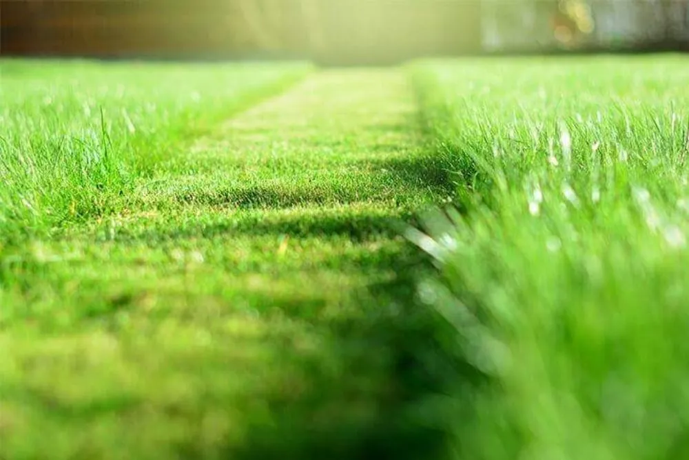 Professional outdoor landscaping in Brighton, MI by Landscape Guys