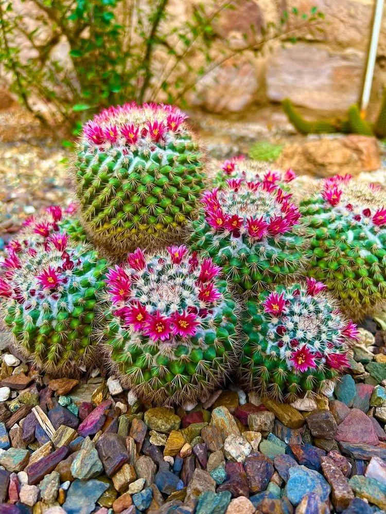 Trusted landscaping services in Avondale, AZ by Landscape Home Services