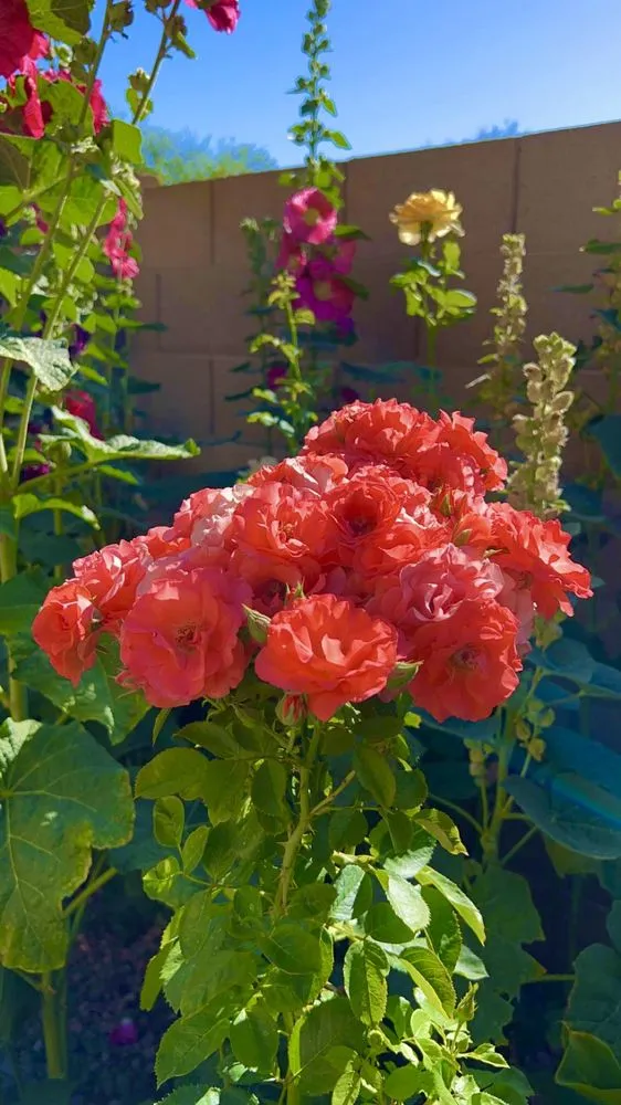 Affordable yard cleanup service in Avondale, AZ - Landscape Home Services