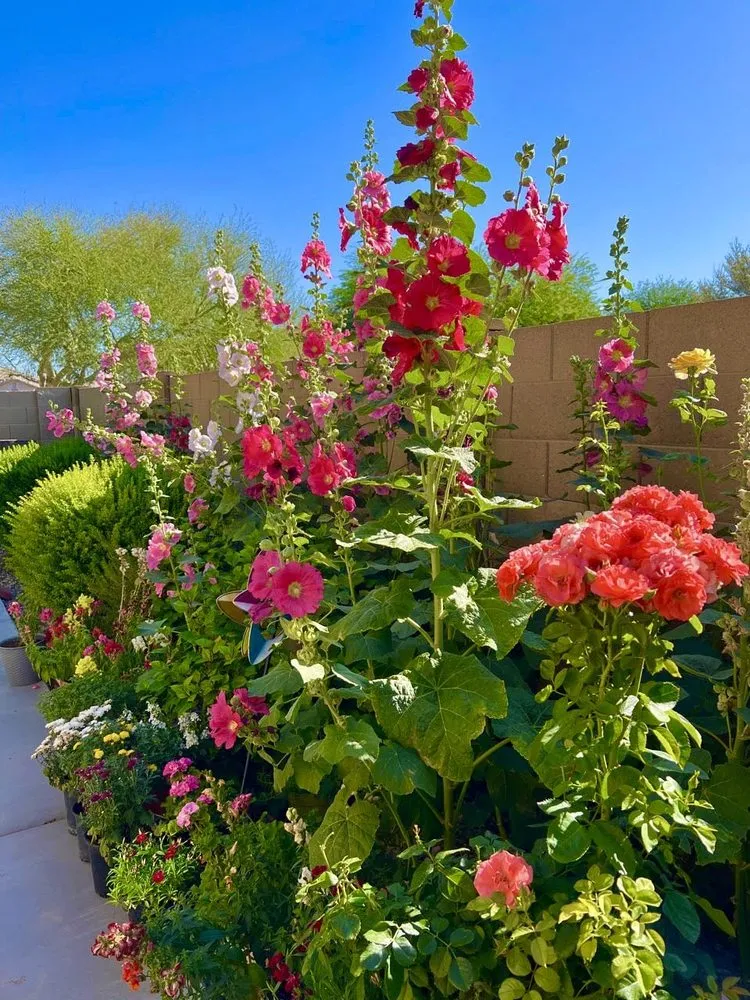 Trusted outdoor landscaping for residential properties across Avondale, AZ - Landscape Home Services