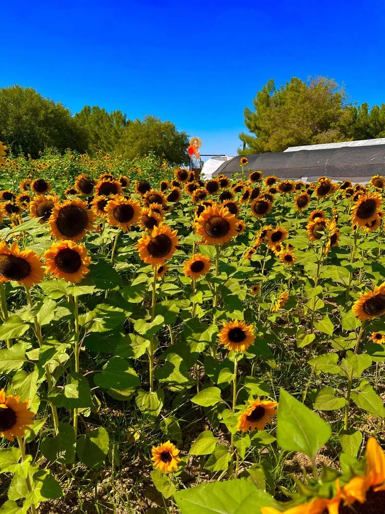 Expert landscape installation in Avondale, AZ - Landscape Home Services