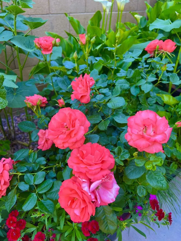 Expert landscaping services in Avondale, AZ - Landscape Home Services