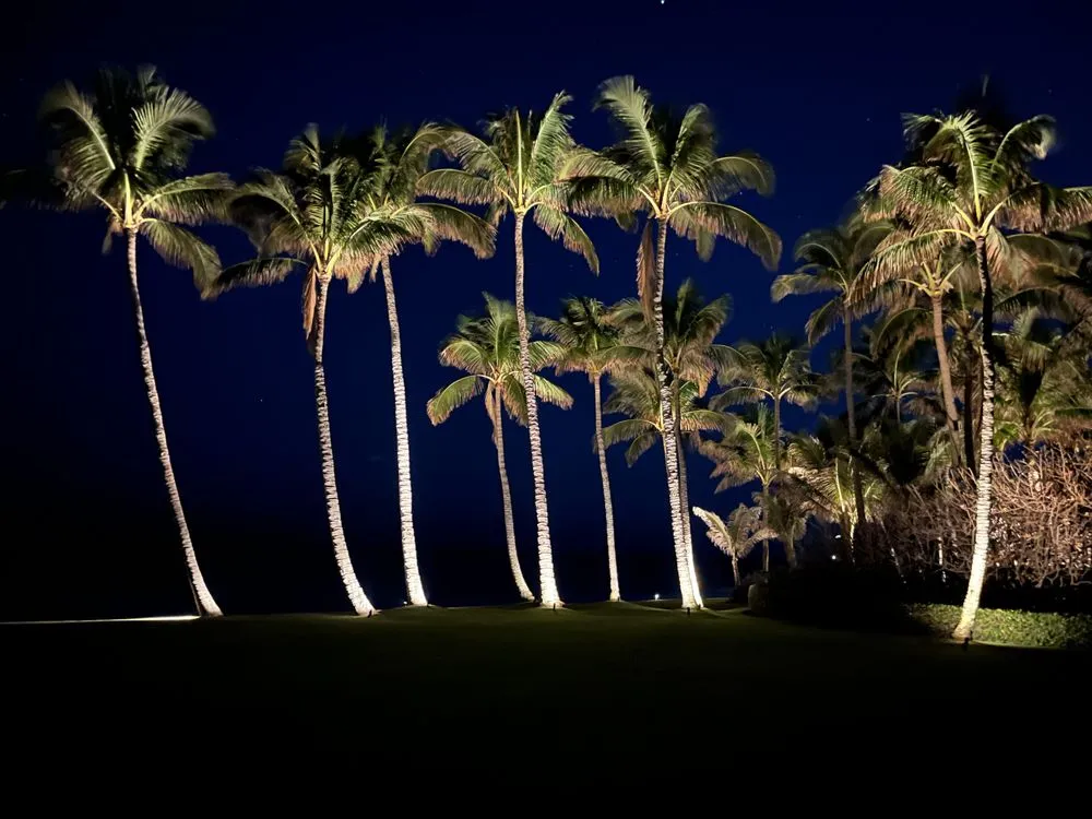 Top-rated yard cleanup service for beautiful yards across West Palm Beach, FL - Landscape Illumination Specialists
