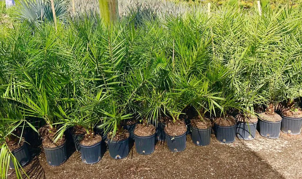 Custom landscape installation for beautiful yards across Okeechobee, FL - Landscape Innovations and Landworks