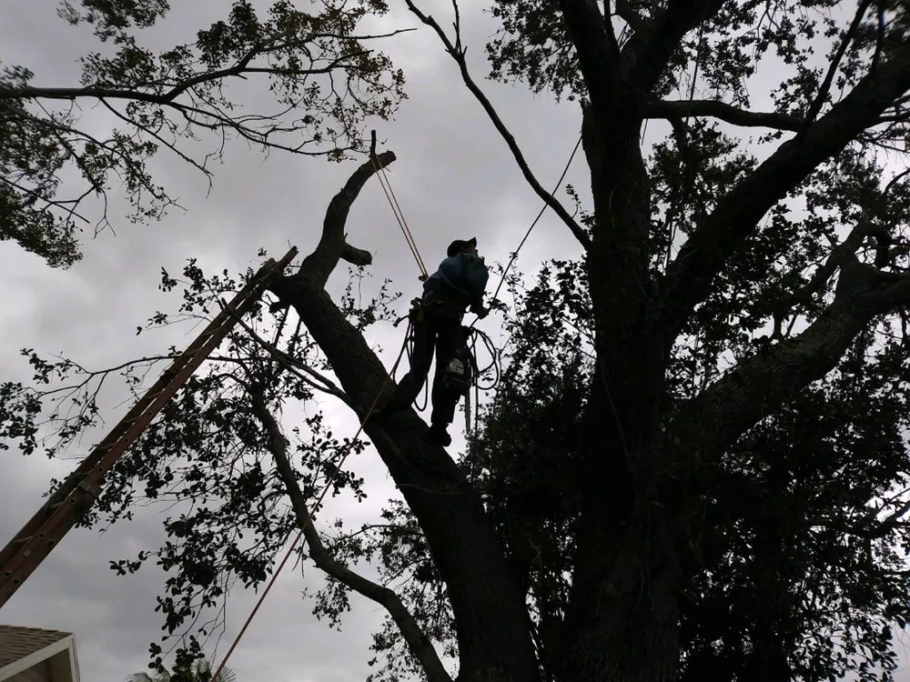 Local landscape installation for year-round maintenance across Okeechobee, FL - Landscape Innovations and Landworks