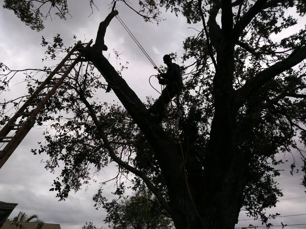 Trusted residential landscaping in Okeechobee, FL by Landscape Innovations and Landworks