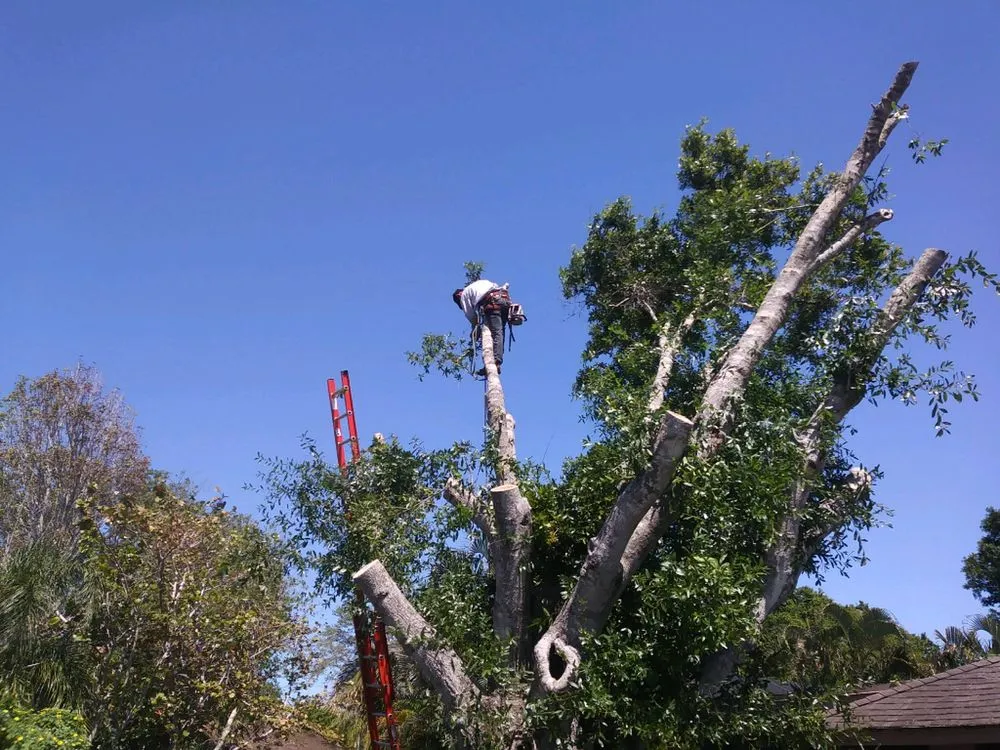 Professional yard cleanup service for residential properties across Okeechobee, FL - Landscape Innovations and Landworks