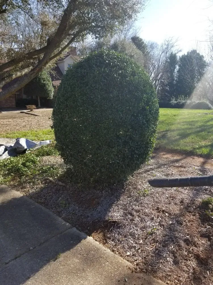 Trusted yard cleanup service in Moore, SC by Landscape Innovations