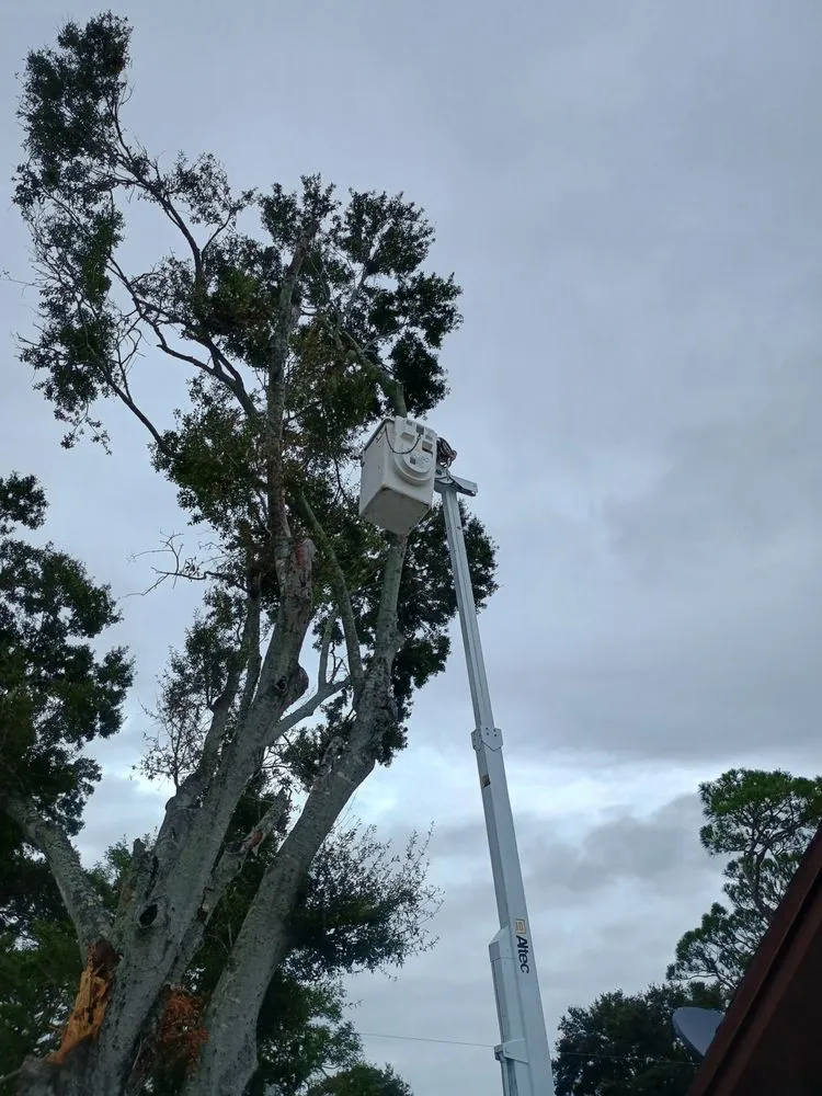 Trusted landscape design for year-round maintenance across Palmetto, FL - Landscape Irrigation & Tree Service