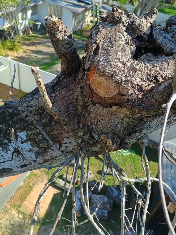 Custom yard cleanup service near you in Palmetto, FL by Landscape Irrigation & Tree Service