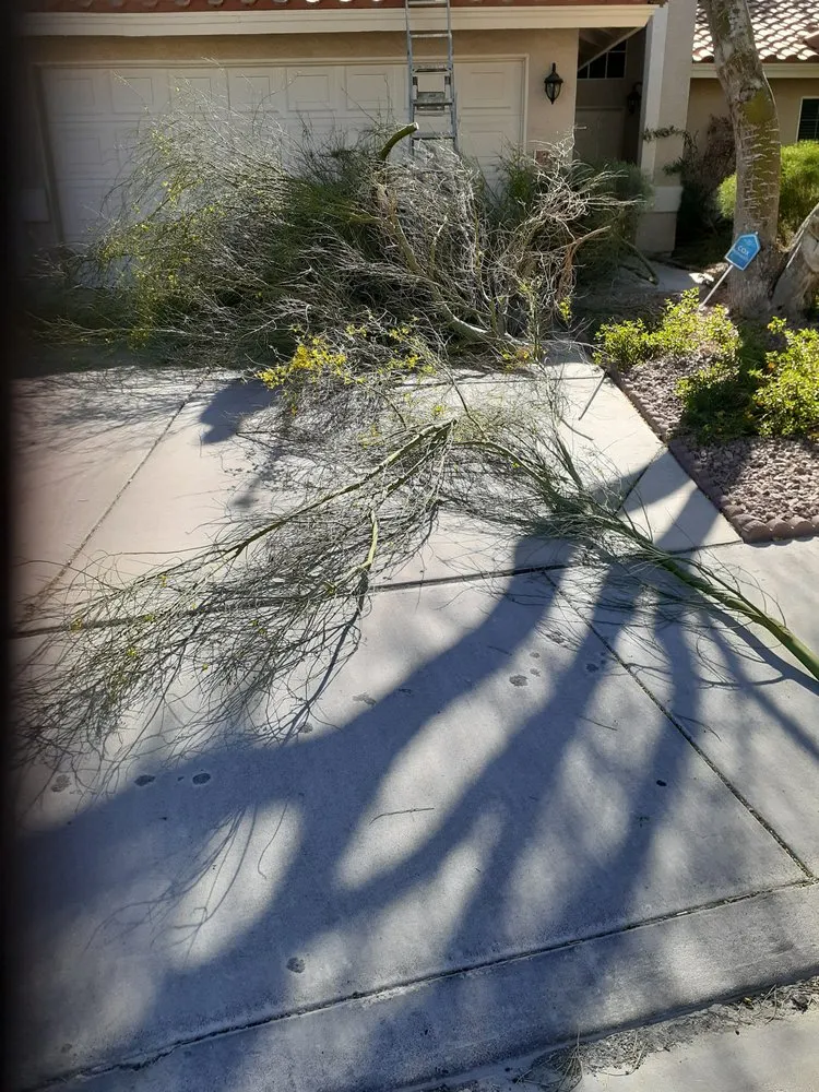 Top-rated residential landscaping for year-round maintenance in North Las Vegas, NV by Landscape Kingdom