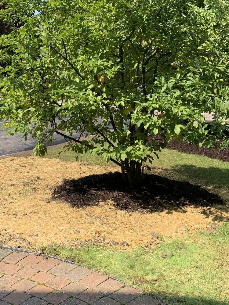 Local landscaping services in Milford, MI - Landscape Magic