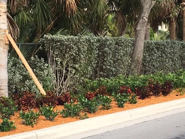 Local lawn care service for residential properties in Dover, FL by Landscape Maintenance Professionals